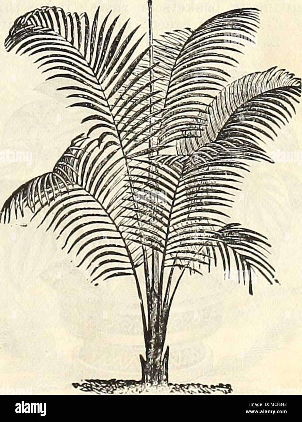 . Cocos Weddelliana. &quot; Palms arrived to-day in fine condition after beinq on the road for ten days. Everything satisfactory tome, thanks tor the extras.&quot; April 11, 1895. â GEORGE MIELLEZ, Westfield, Mass. Stock Photo