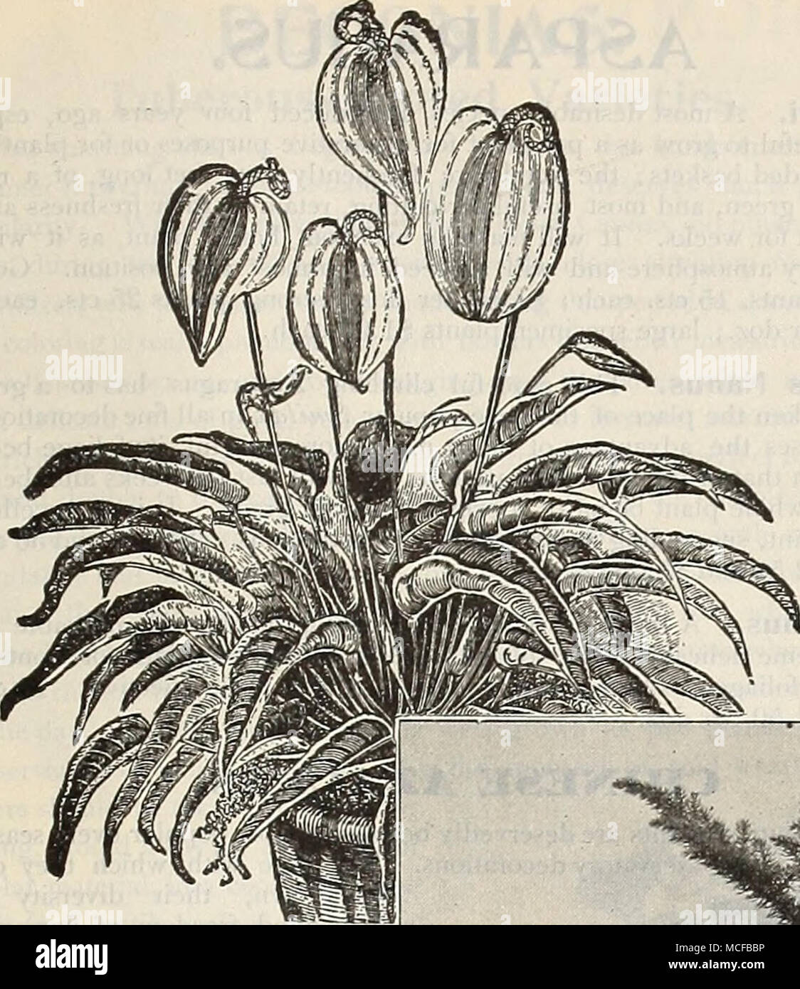 Anthuriums. (Flamingo Flower.) Anthurium Scherzeriantjm. ARALIA. Sieboldii.  A most excellent house-plant, having large, deeply cut foliage, which is of  a bright, cheerful green color. 25 cts. each. Sieboldii Variegata. A pretty,