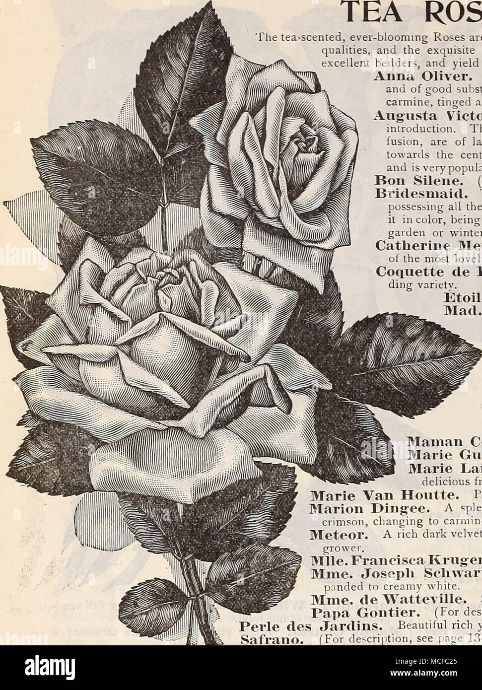 General Collection. The tea-scented, ever-blooming Roses are admired ... General Collection. The tea-scented, ever-blooming Roses are admired ...