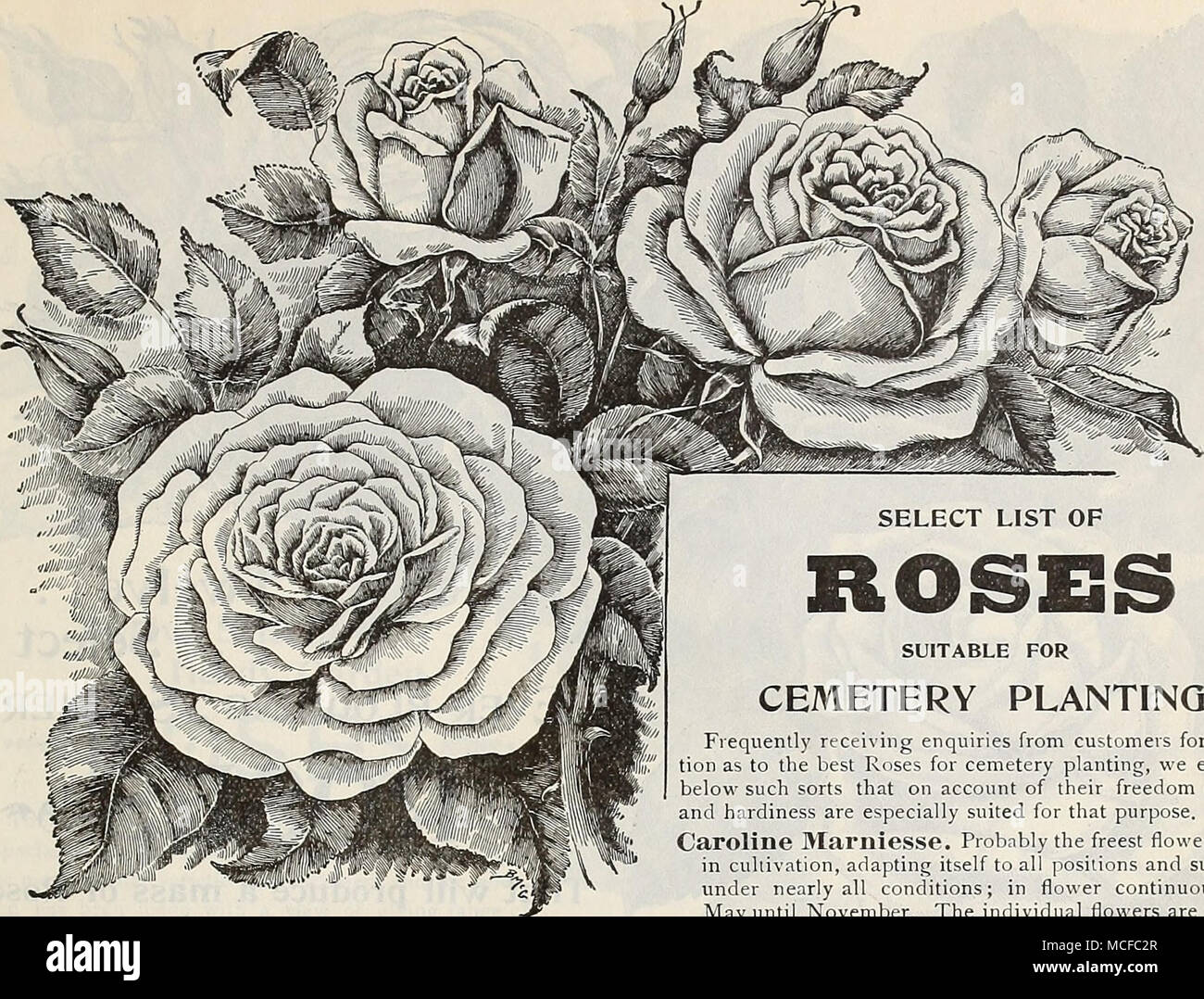 Daisy Maccallum And The Roses Of Mendocino County