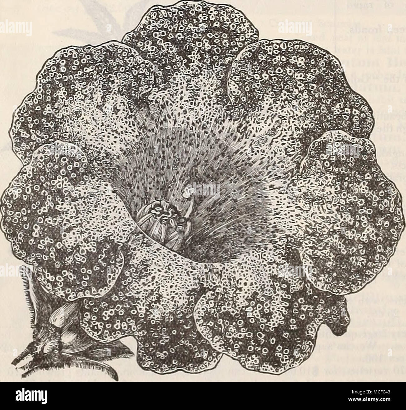 Porous Bone Stock Photos &amp; Porous Bone Stock Images - Alamy