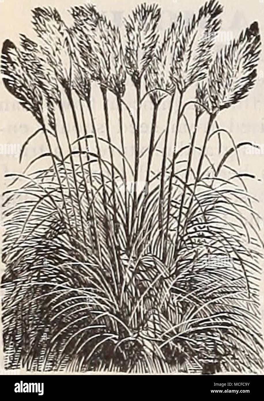 . 5802 Eulalia Jap. Varieg'ata. Striped white and green . 5988 Lag-urUS OvatuS [H^ires Tail Grass). Beauti- ful small white heads or spikes of bloom, excellent for bouquets ; annual; 1 foot &amp; 6263 Peunisetum Ruppeliammi. Beautiful and graceful spikes of purple ; whether for border decora- tion or for bouquets this is one of the. best; 2 J feet. 10 6556 Setaria Mag'ua {Brislty Fox-tail Grass). A handsome grass, growing 10 to 12 feet high, bearing dense spiked panicles 2 to 3 feet long 5 6586 Stipa Peunata {Feather Grass). Hardy perennial, beau- tiful, delicate white, feathery bloom ; flower Stock Photo