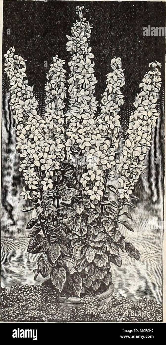 . Campanula Persicifolia Alba. Stock Photo