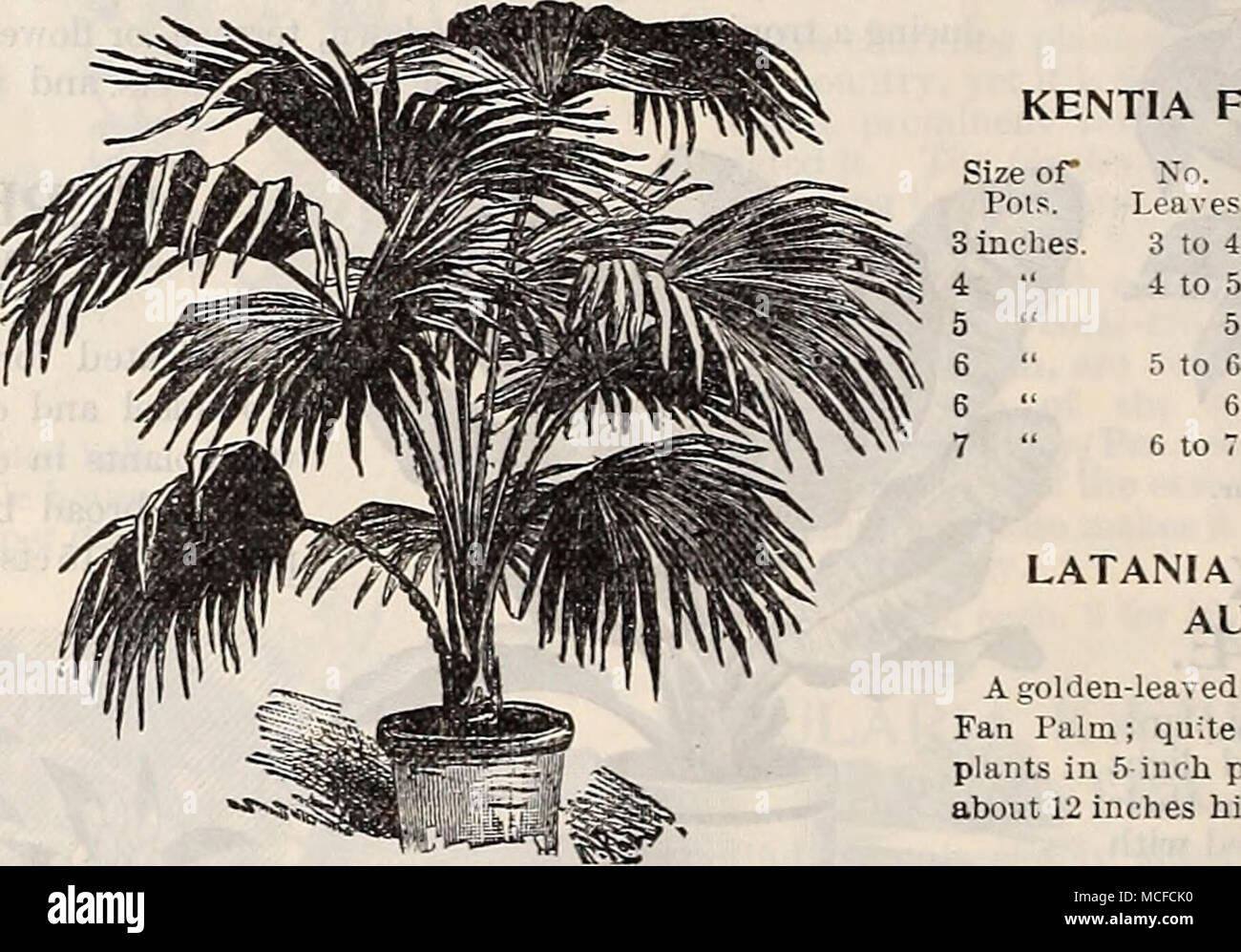 . Latania Borbonica. Caryota Urens (Fish-Tail Pa&gt;m). An easily grown and useful sort. 50 cts. each. Cerox&gt; lion Niveum. Beautiful, broad foliage, silvery white on under side; of imposing habit. Â£10.00 each. Phoenix Reclinata. A strong growing form of the Date Palm, with dark green, glossy foliage; a most desirable variety. 4 inch pots, lo to 12 inches high â â¢.... 8 .50 each. 5 &quot; &quot; 15 'â¢ &quot; 1.00 &quot; 6 &quot; &quot; 2i &quot; &quot; 1.50 &quot; 7 &quot; &quot; 30 &quot; &quot; 2 00 &quot; â Rupicola. This is one of the most graceful among the smaller Palms, with wide-s Stock Photo