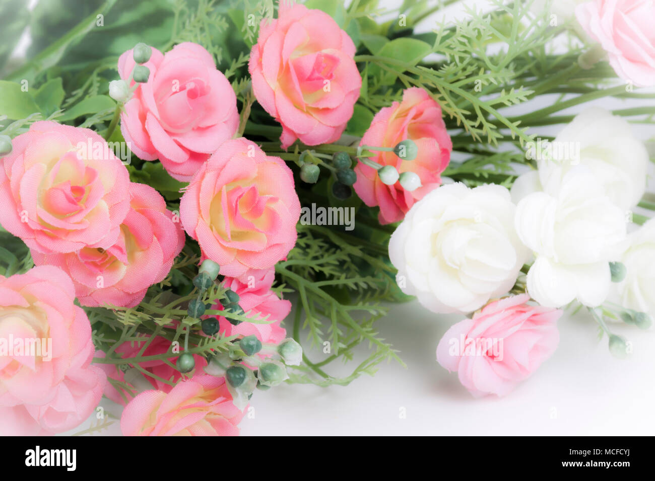 Pink and white roses Stock Photo - Alamy