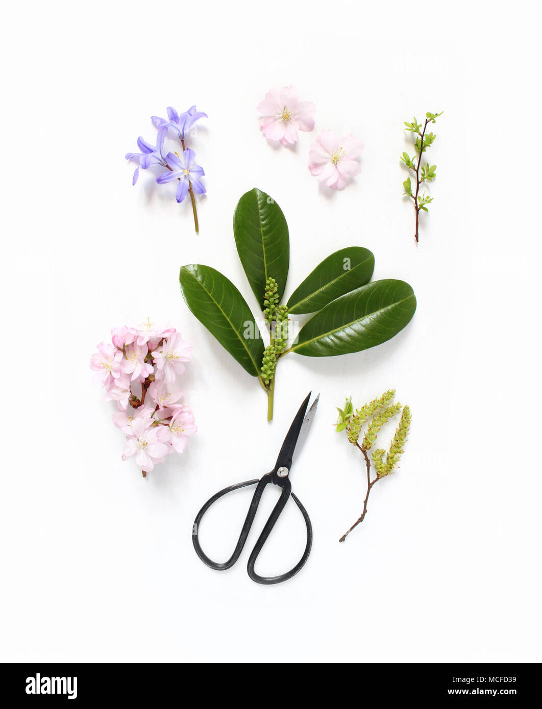 Spring botanical floral composition. Pink Japanese cherry blossoms, blue scilla flowers and evergreen English laurel branch with black vintage scissor Stock Photo