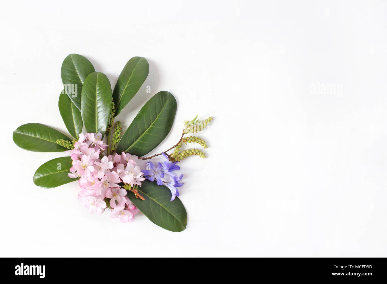 Spring botanical floral composition. Dcorative corner. Pink Japanese cherry blossoms, blue scilla flowers and evergreen English laurel branch isolated Stock Photo