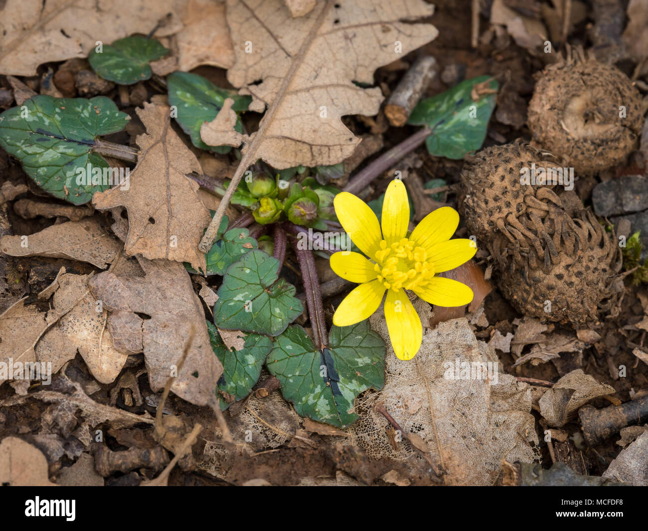 A fig buttercup (Ficaria verna) blooming in early spring Stock Photo