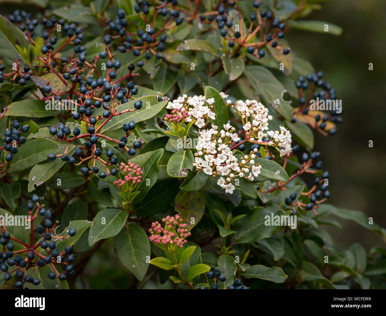 An evergreen laurestine (Viburnum tinus) on the island of Cres Stock