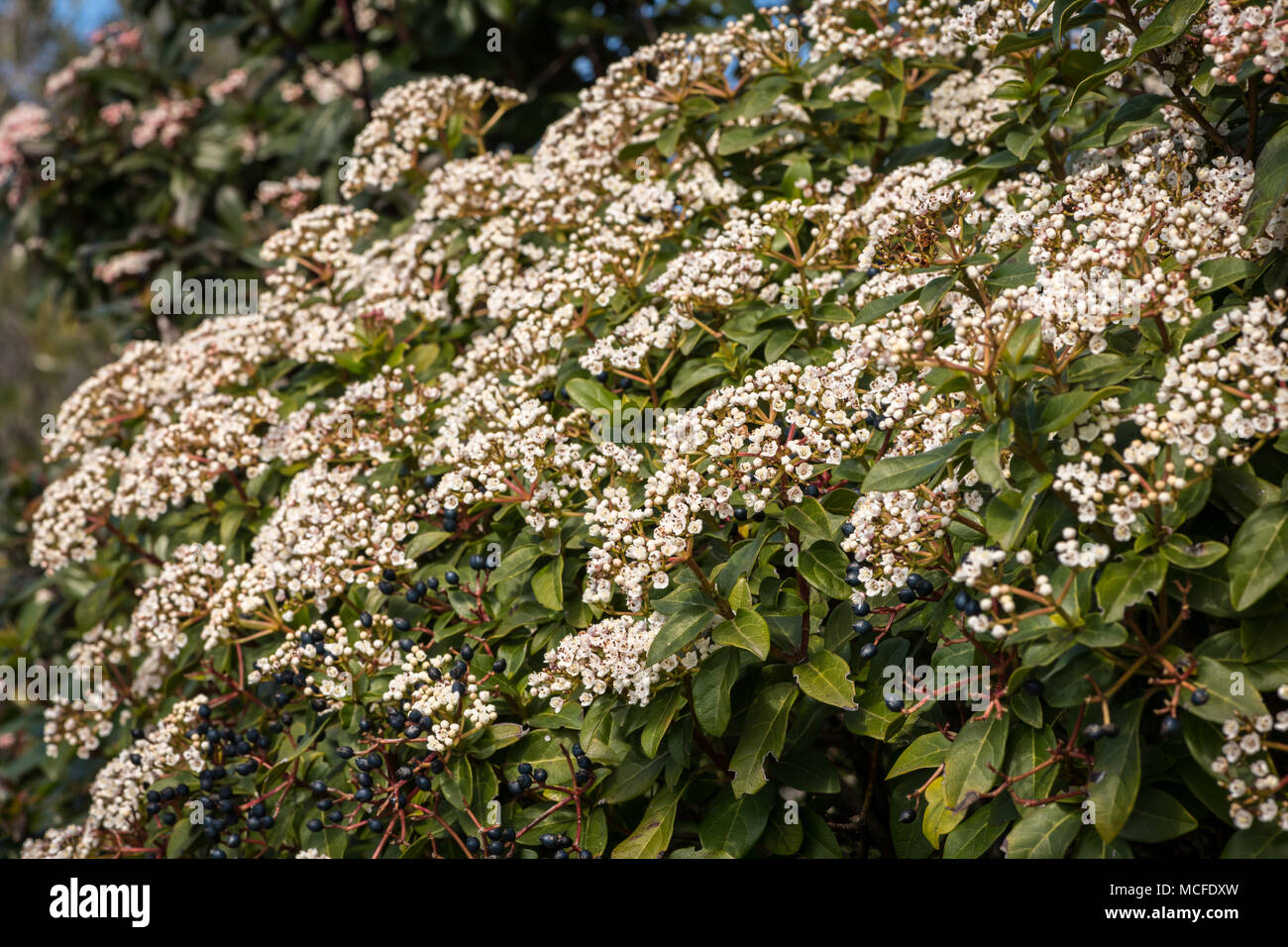 An evergreen laurestine (Viburnum tinus) on the island of Cres Stock