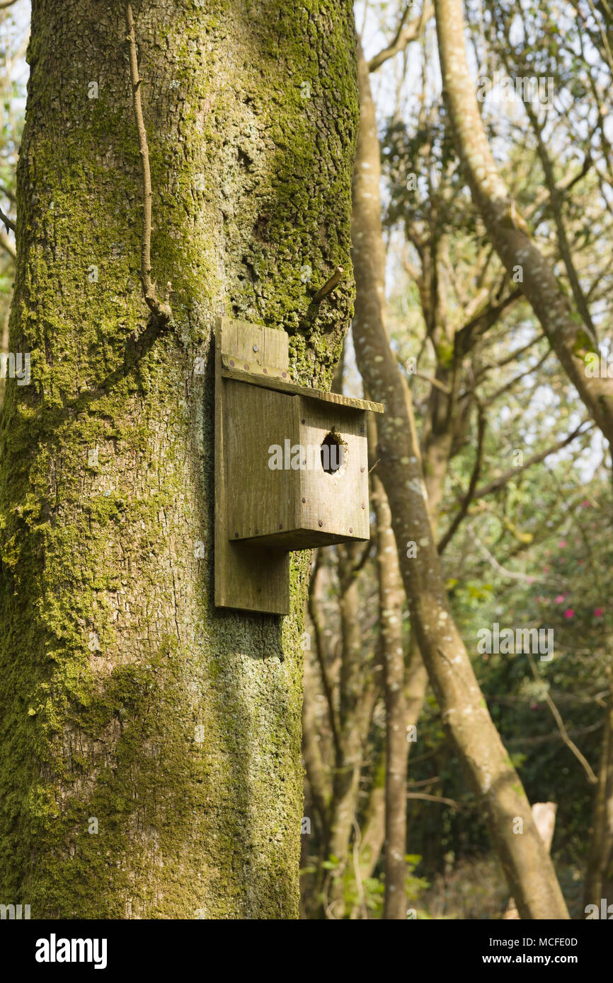 Nesting box placed on a woodland tree to provide shelter for wild birds at the Lost Gardens of Heligan Stock Photo