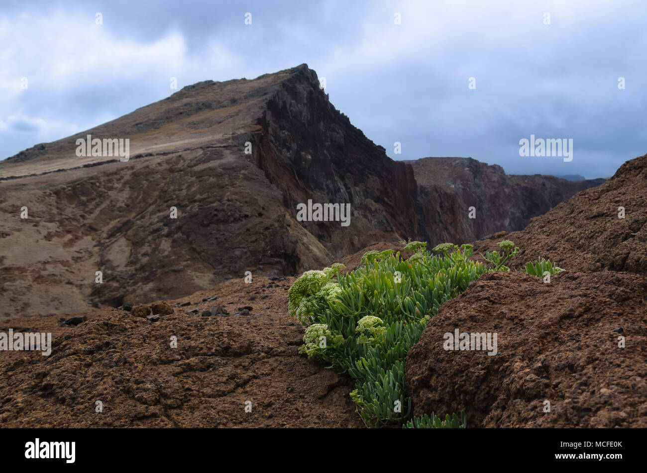 Deserted dry and rough volcanic rock landscape with single green blooming succulent flower in volcanic rock crack. Ecology problem concept. Stock Photo
