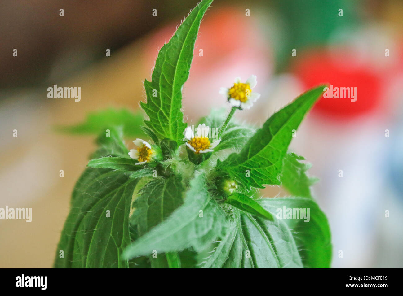 Galinsoga quadriradiata, Galinsoga ciliata shaggy soldier, Peruvian daisy, hairy galinsoga, fringed quickweed Stock Photo
