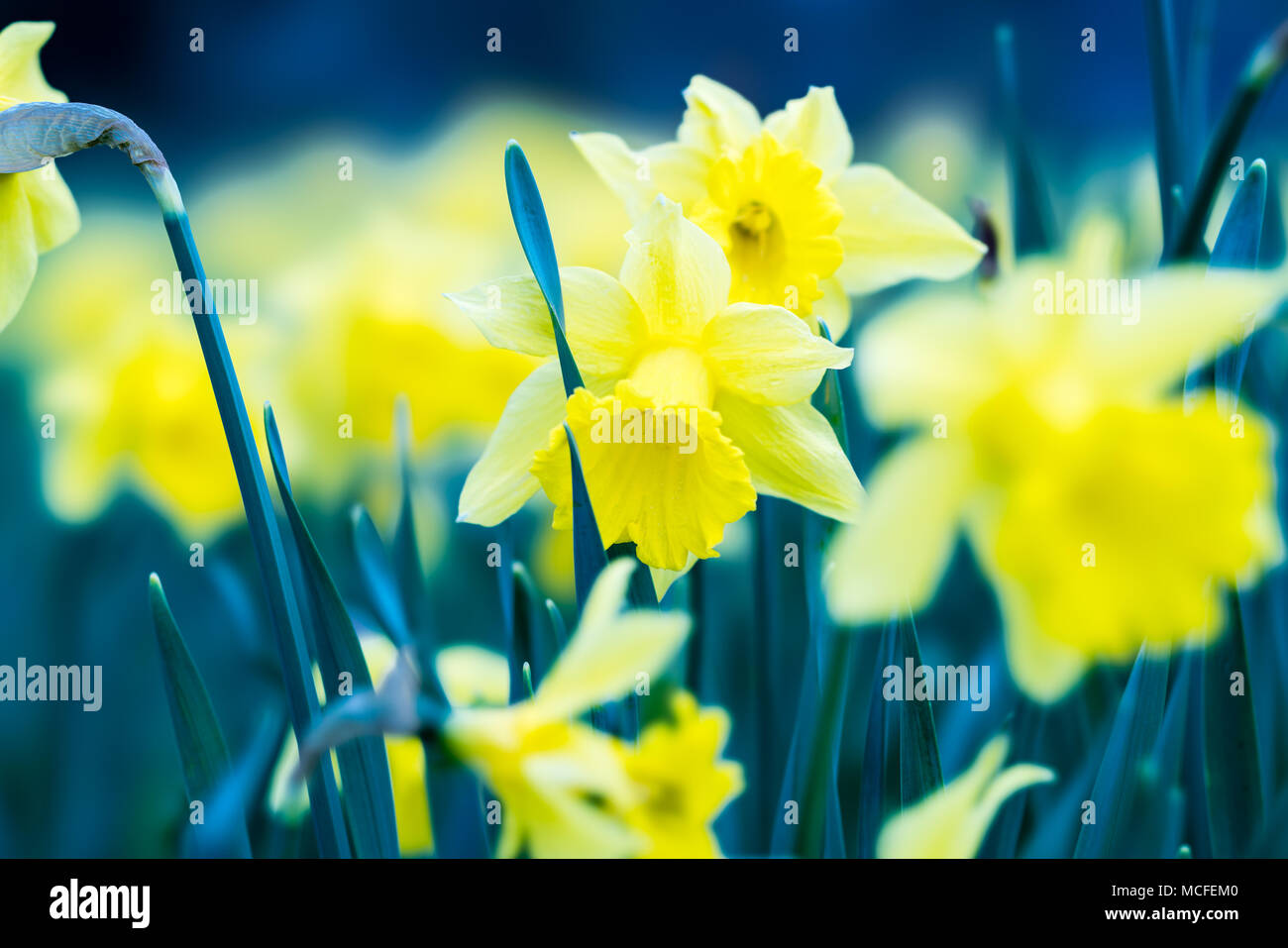 Daffodils on a meadow Stock Photo