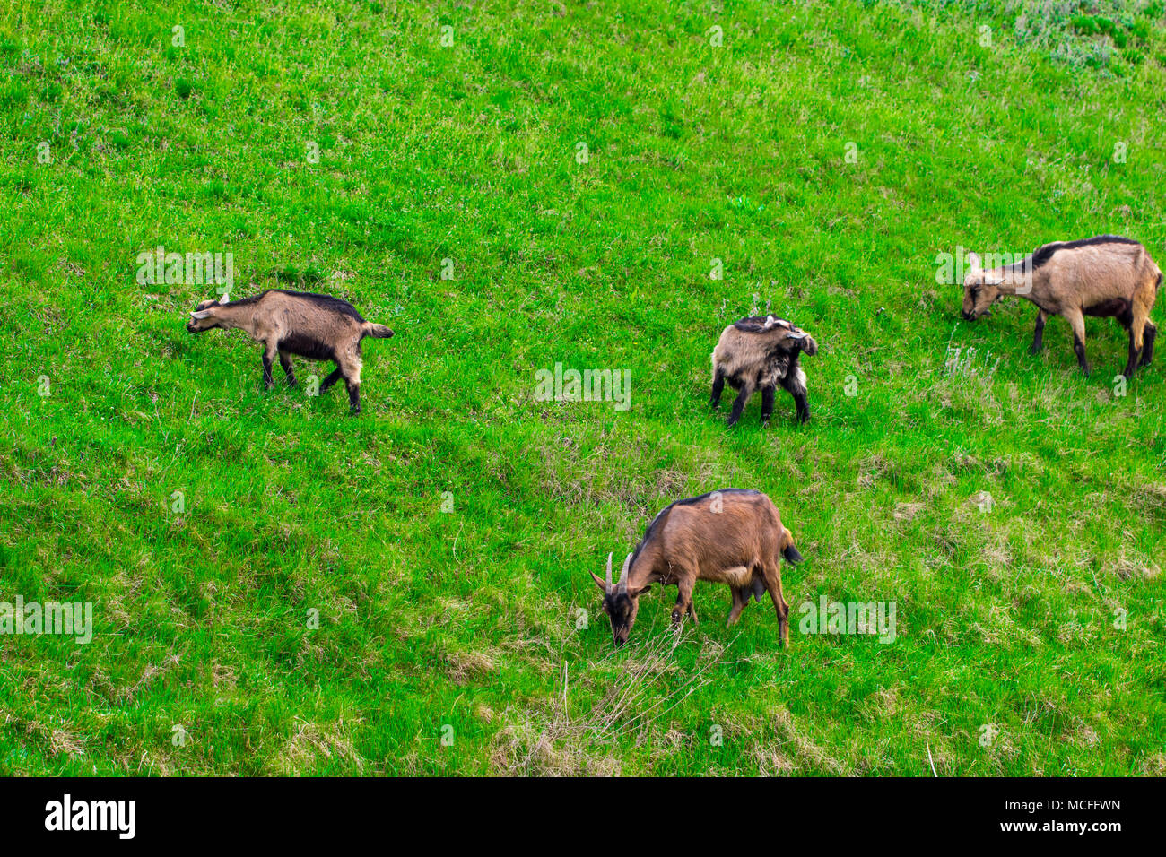 In the summer, a bright sunny day, a family of goats grazing in the ...