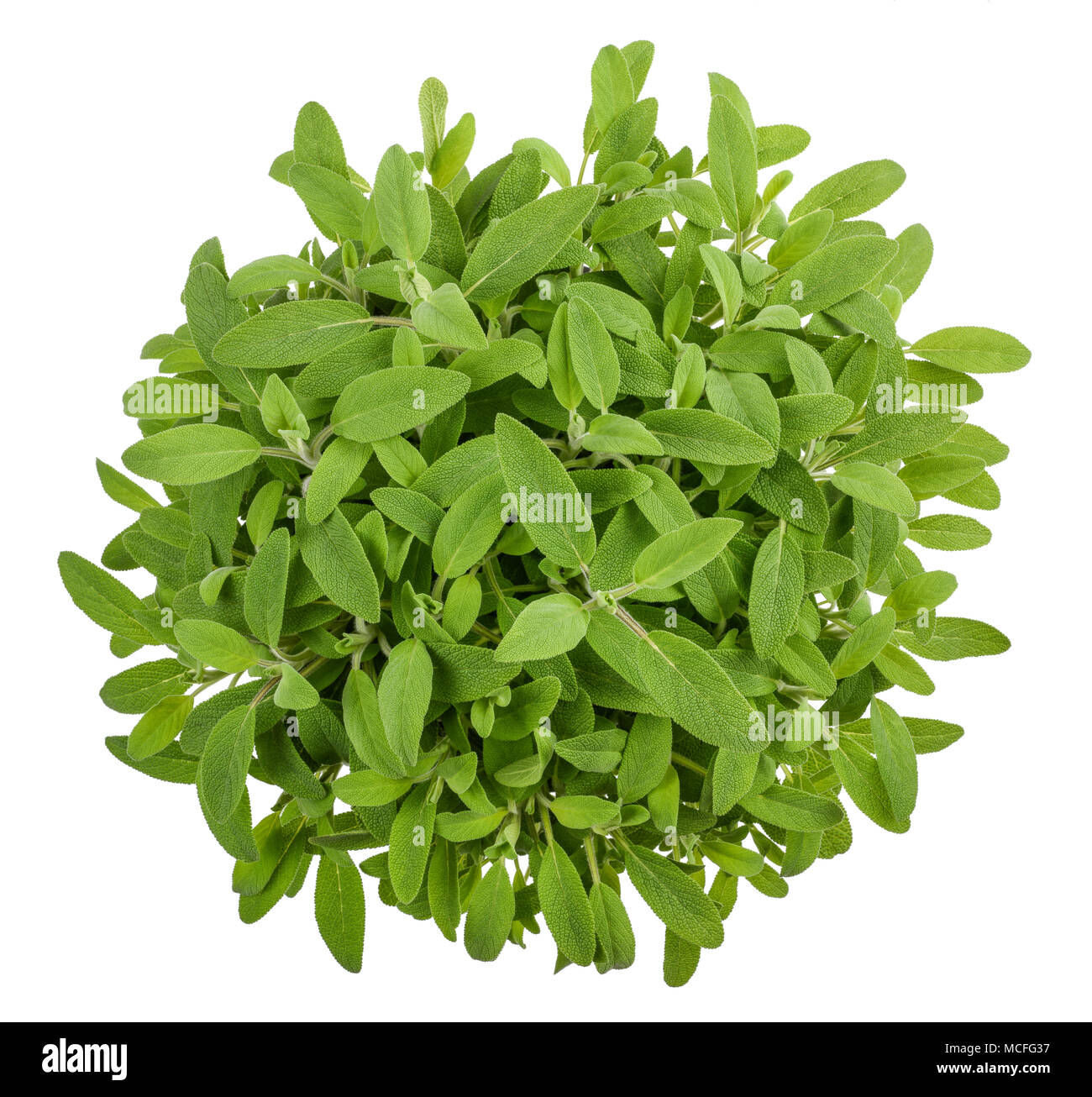 Sage (salvia officinalis) plants isolated on white Stock Photo