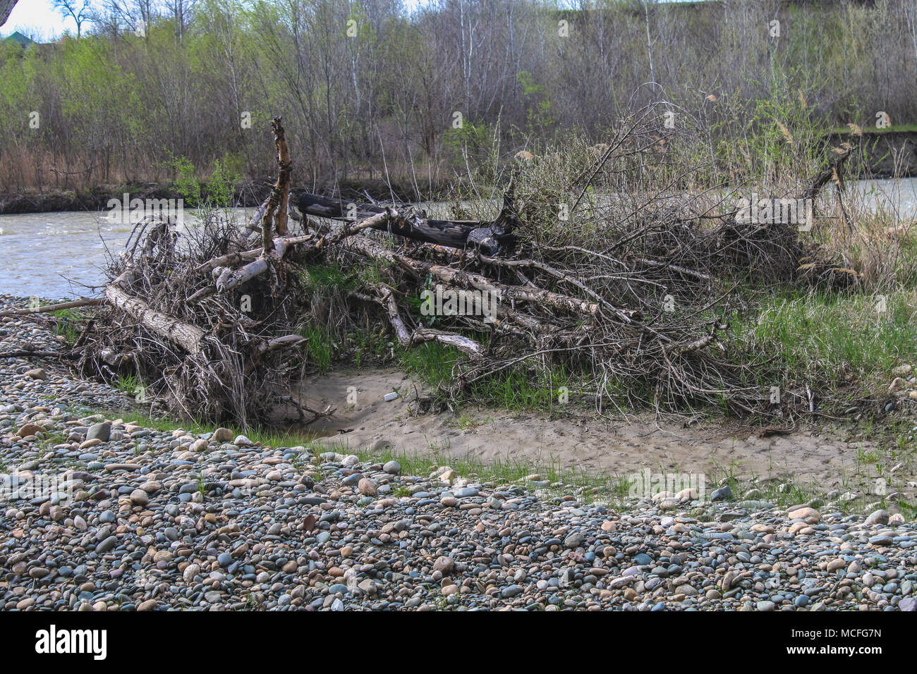 Fallen tree lying in the bank of a lake with its branches partially ...