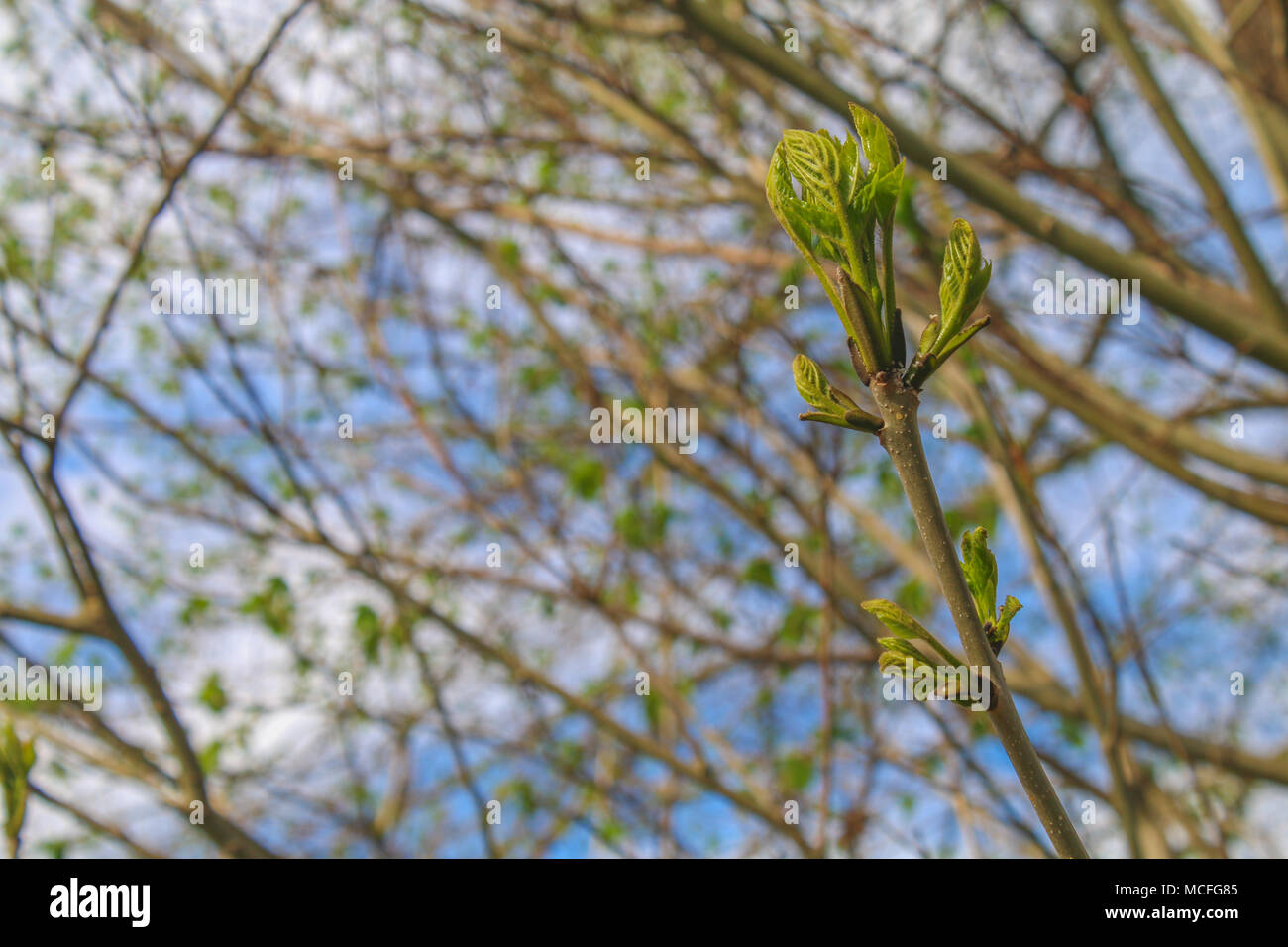 First Branches The first spring gentle leaves, buds and branches macro background ...
