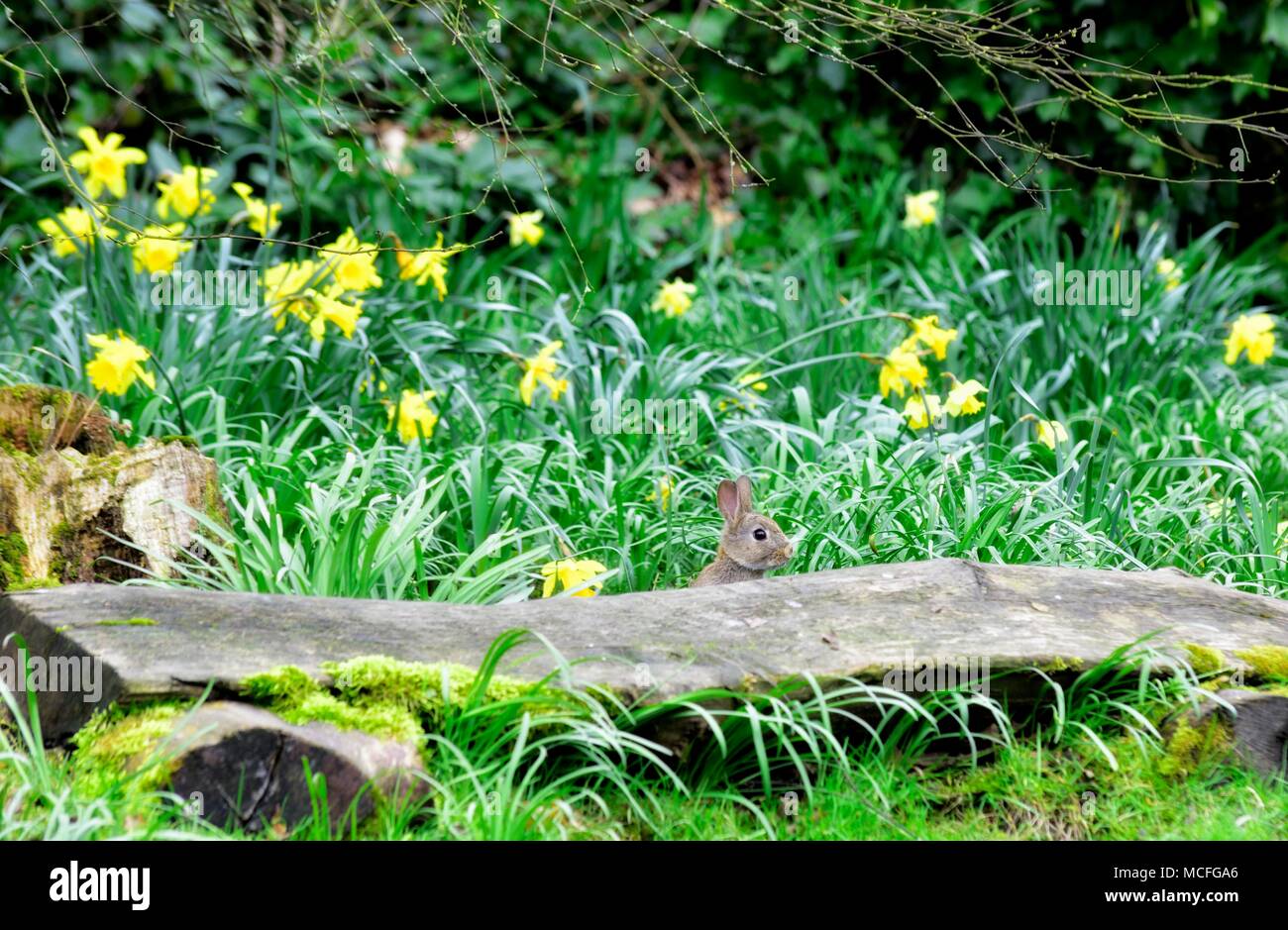 Bunny rabbit in a field of daffodils looking over a a large piece of
