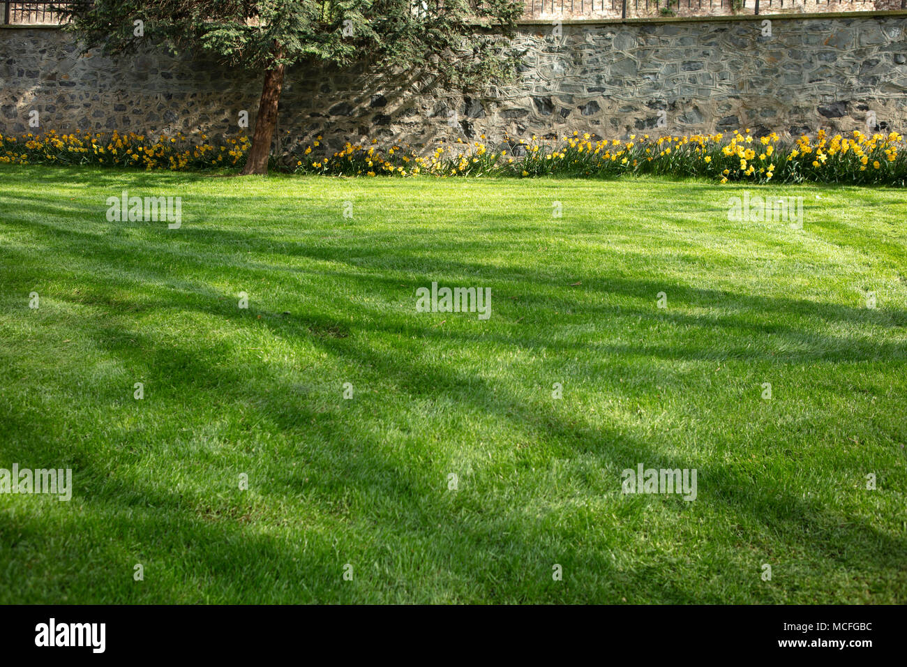 Green grass and stone wall background with shadows of trees Stock Photo ...