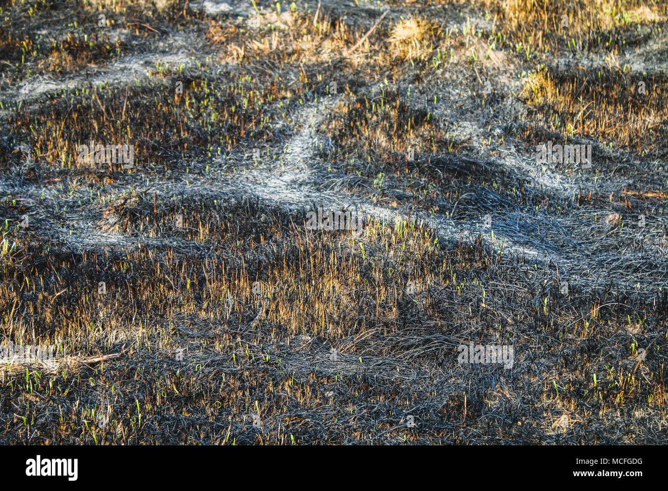 Burned black yellow grass texture hi-res stock photography and images ...