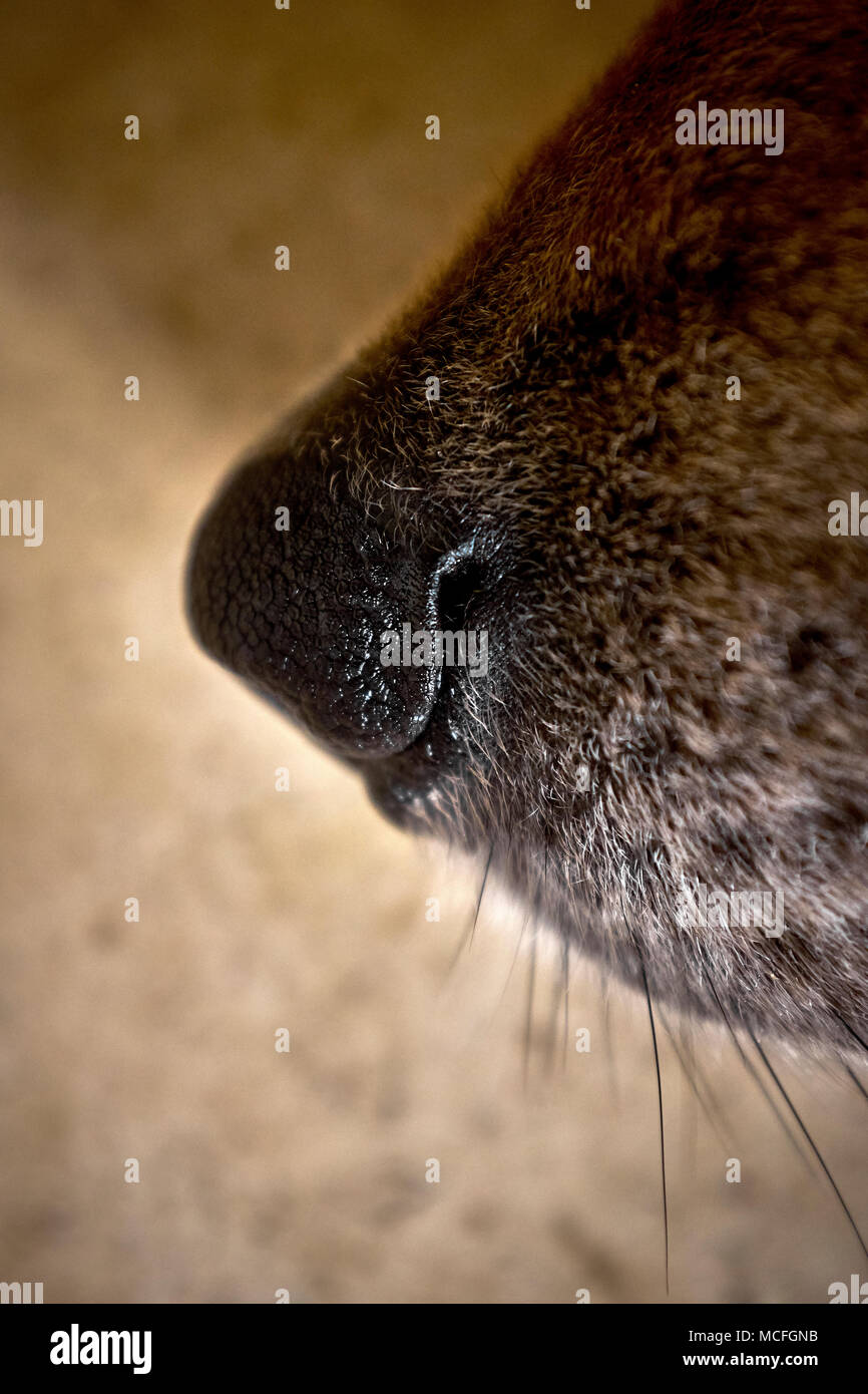 A close up detail of a dog's nose - canine olfactory system Stock Photo