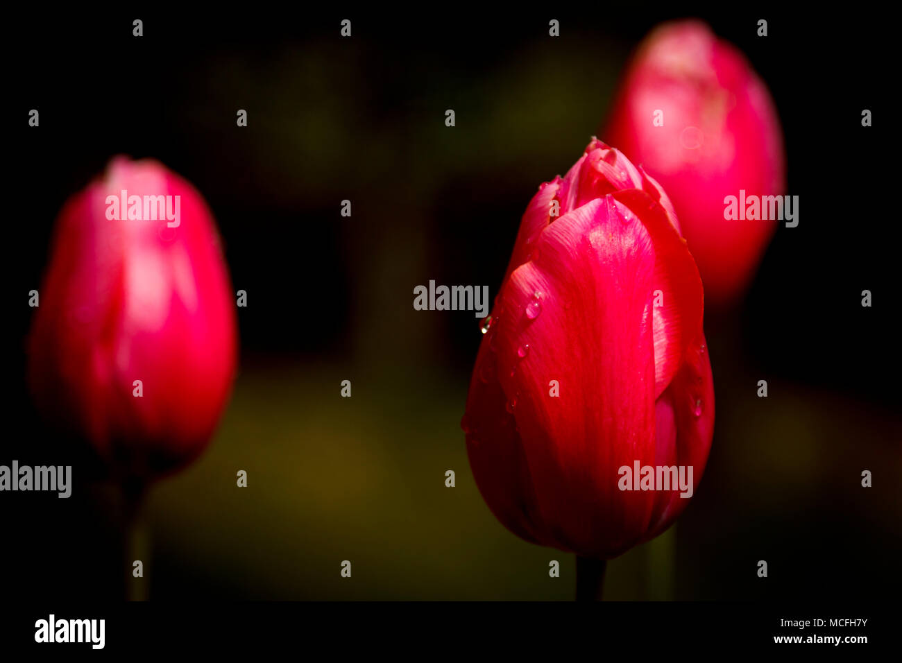 Liliaceae tribe hi-res stock photography and images - Alamy