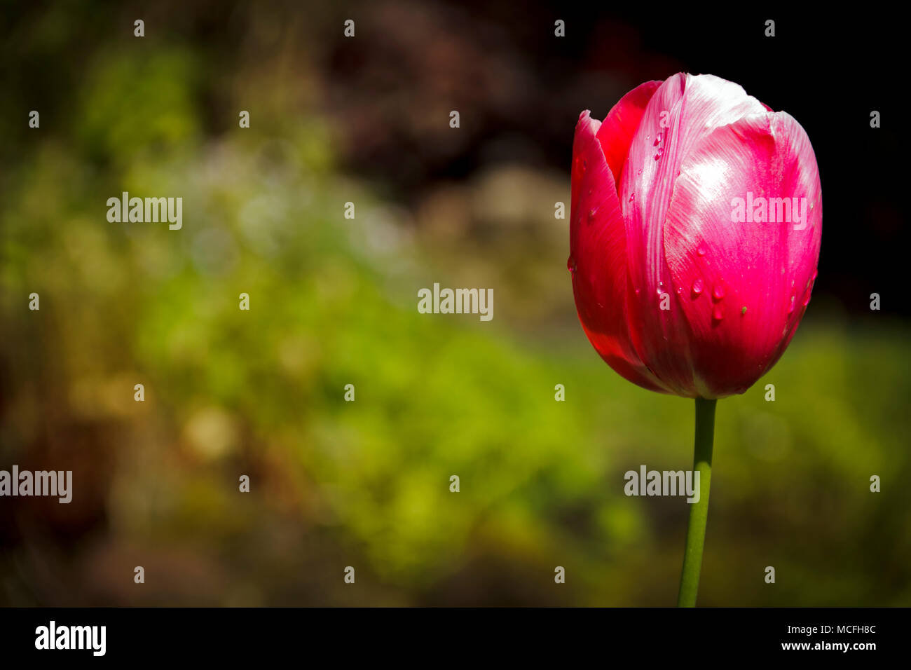 Liliaceae tribe hi-res stock photography and images - Alamy