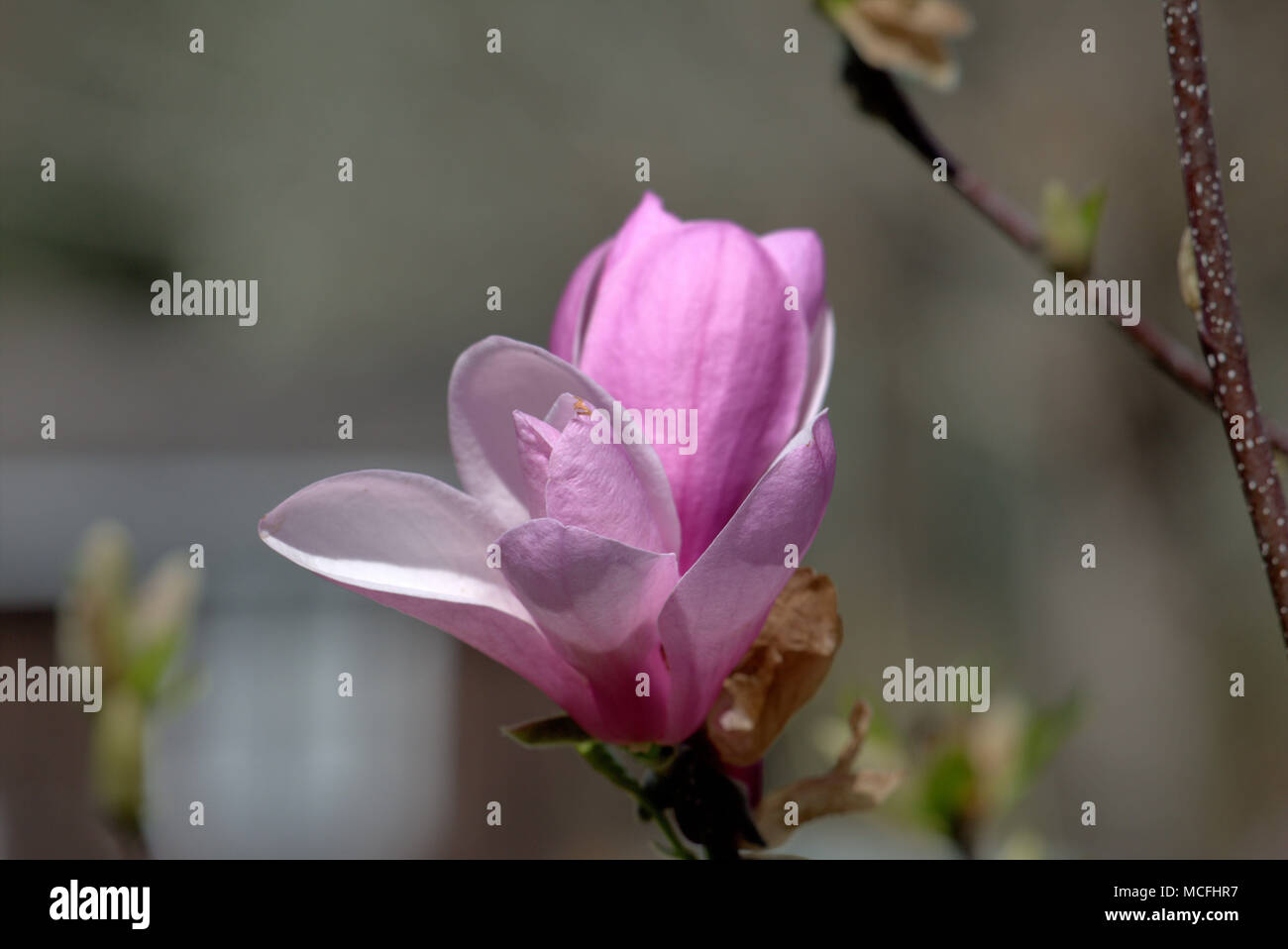 Magnolia flower petals hi-res stock photography and images - Alamy