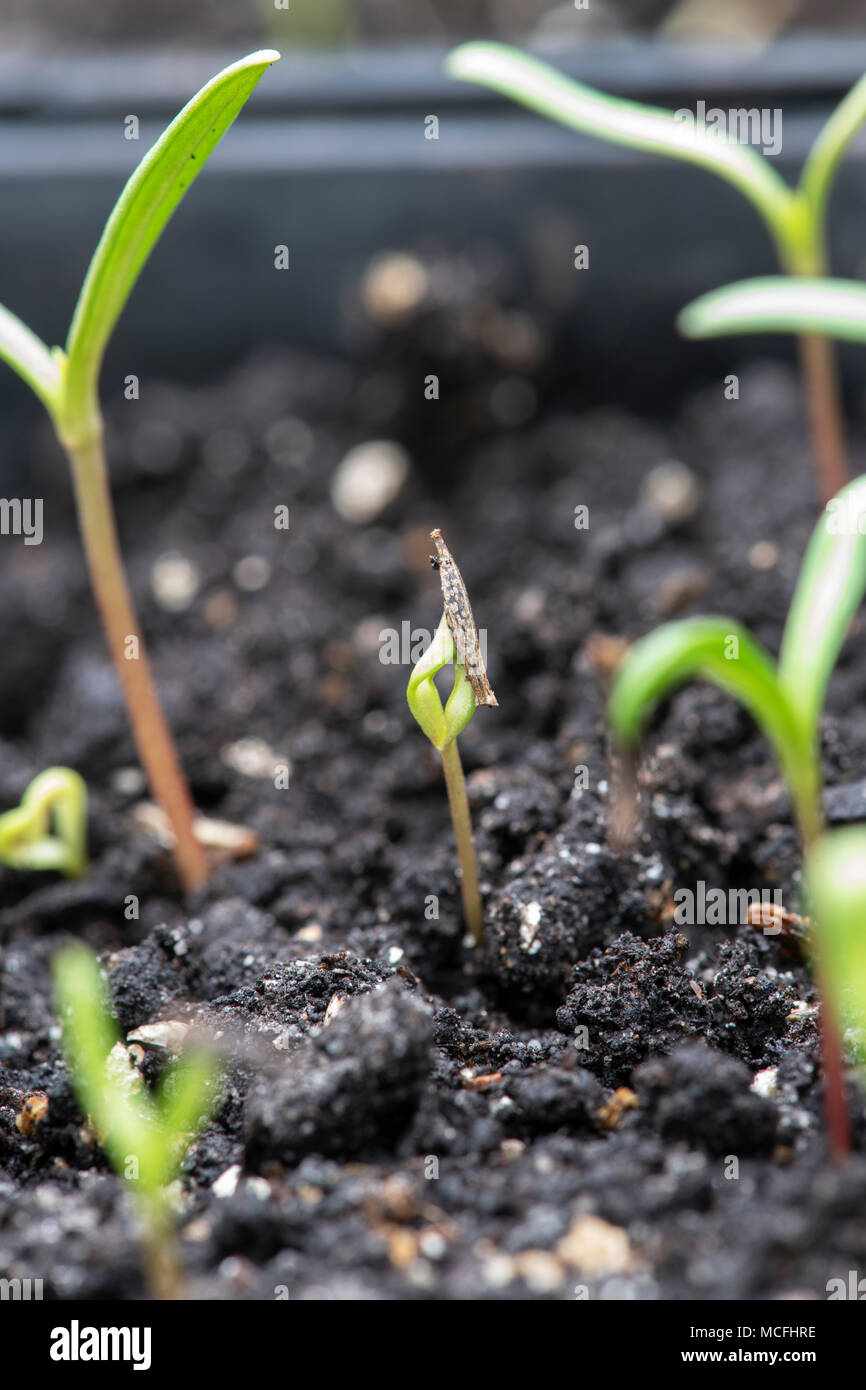 cosmos seedlings leggy cosmos seedlings leggy