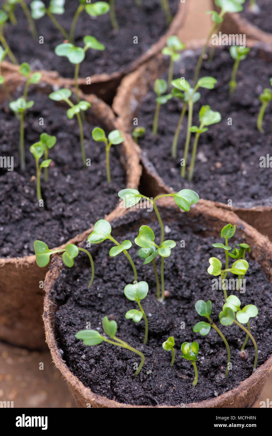 Brassica oleracea acephala. Kale 'Nero di Toscana' seedlings in plant pots inside a greenhouse. UK. Tuscan Kale / Black Cabbage Stock Photo