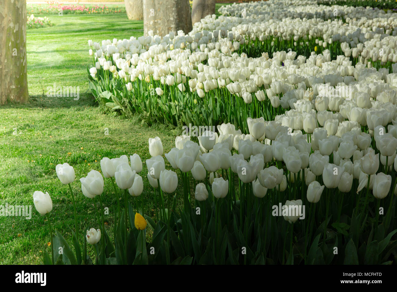 White tulips garden hi-res stock photography and images - Alamy