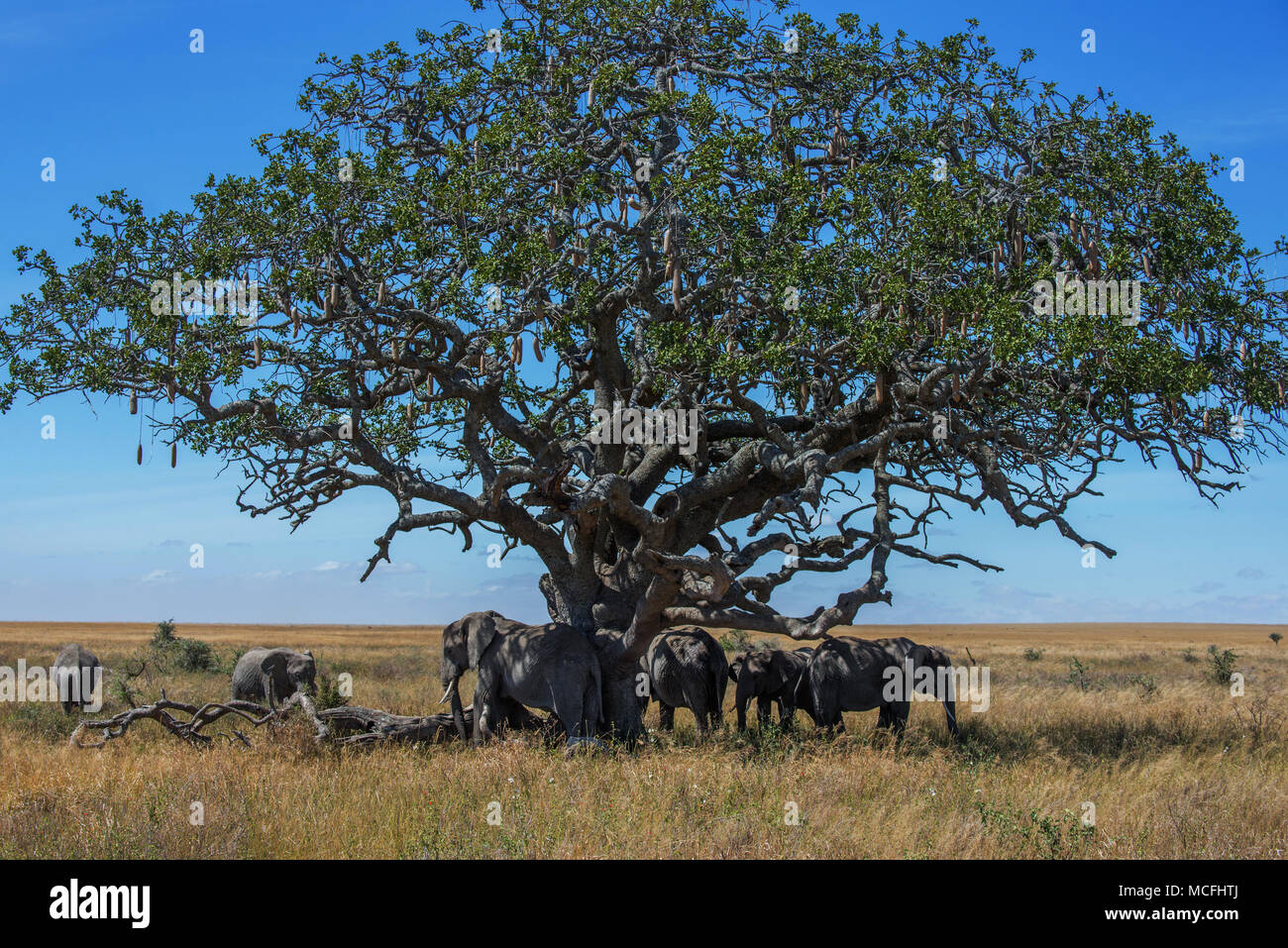 HERD OF AFRICAN ELEPHANTS (LOXODONTA AFRICANA) RESTING IN THE SHADE OF A SAUSAGE TREE, SERENGETI NATIONAL PARK, TANZANIA Stock Photo
