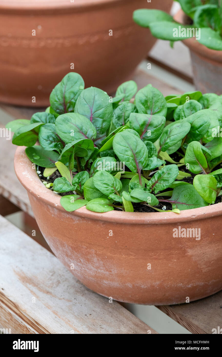 Spinacia oleracea. Spinach 'Red veined' seedlngs growing a large plant pot inside a greenhouse. UK Stock Photo