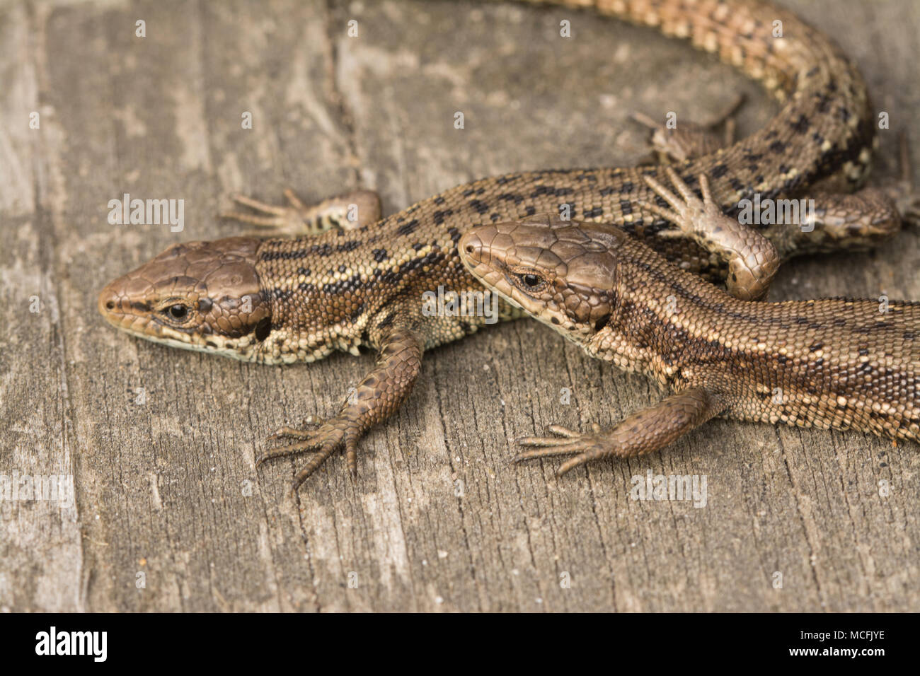 Pair of common lizards (viviparous lizards) (Zootoca vivipara) basking in the sun on the boardwalk at Thursley Common, Surrey. Common lizard. Stock Photo