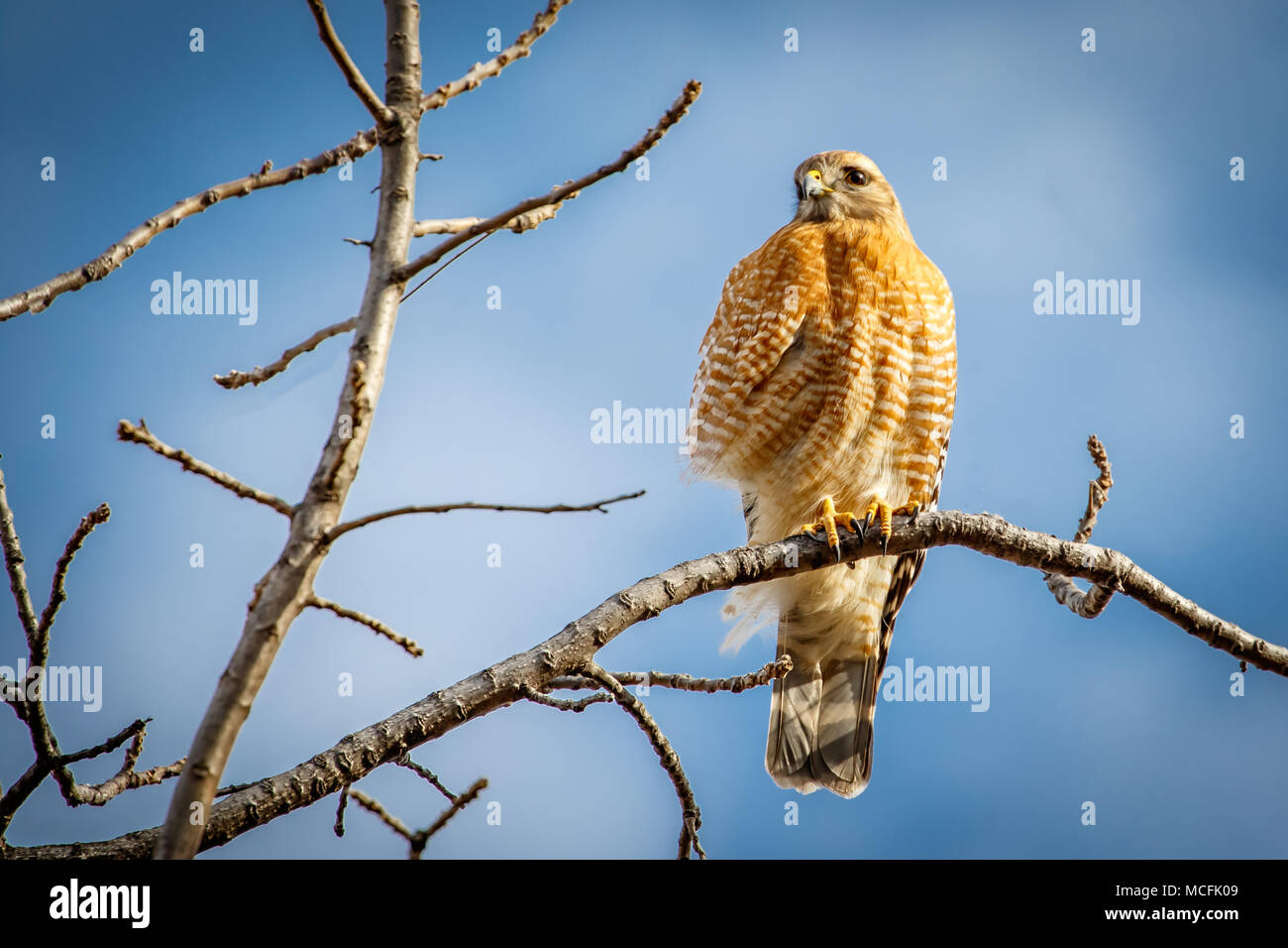 A Red Shouldered Hawk (Buteo lineatus) perched in a bare tree fluffs it's  feathers against the winter's cold Stock Photo - Alamy