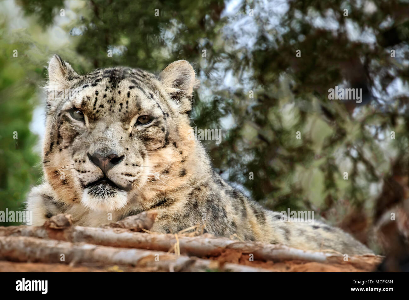 Snow Leopard (Panthera uncia) portrait. Stock Photo