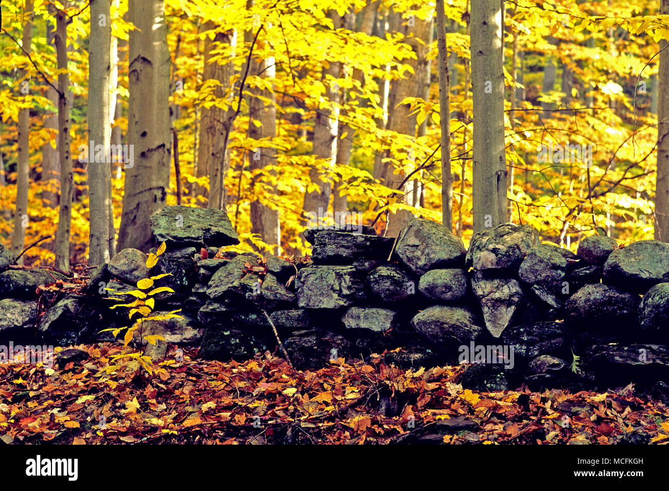 A stone wall.  One of countless New England stone walls. Stock Photo