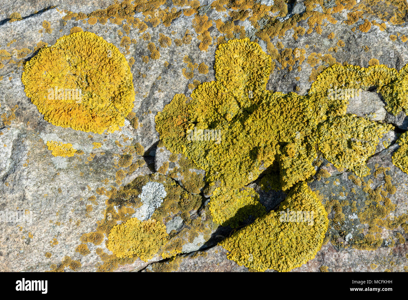 Yellow lichen by the sea in macro Stock Photo