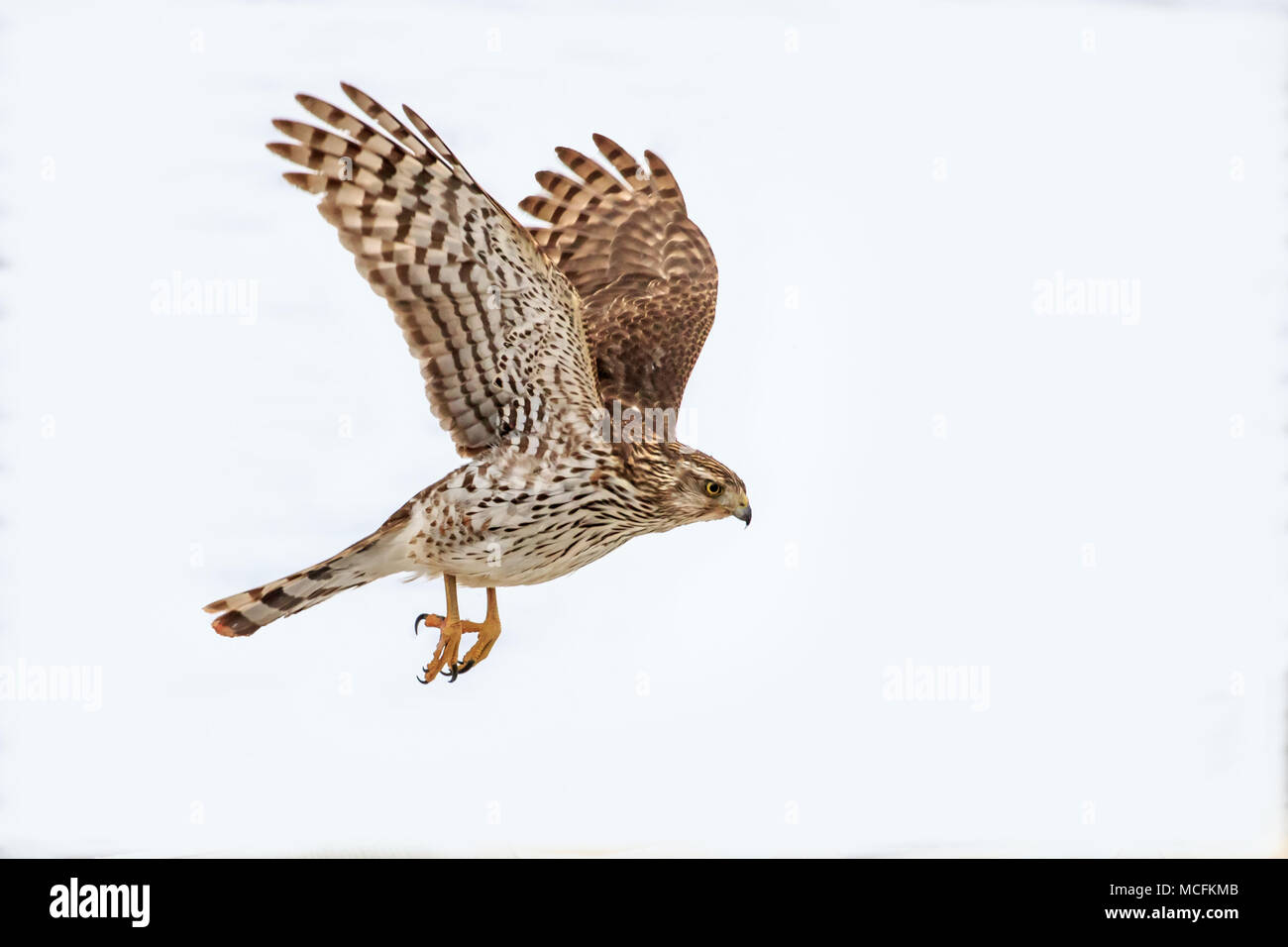 A Cooper's Hawk (Accipiter cooperii)  isolated on a white background Stock Photo
