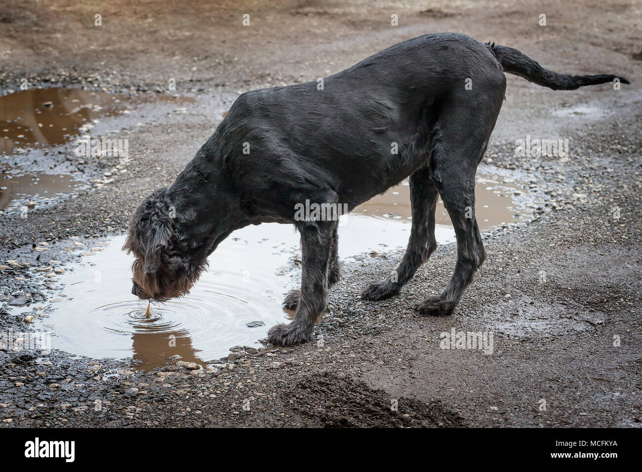 Black Labradoodle dog that has recently had its fur trimmed drinks from a muddy puddle in a car park on 16 April 2018 Stock Photo