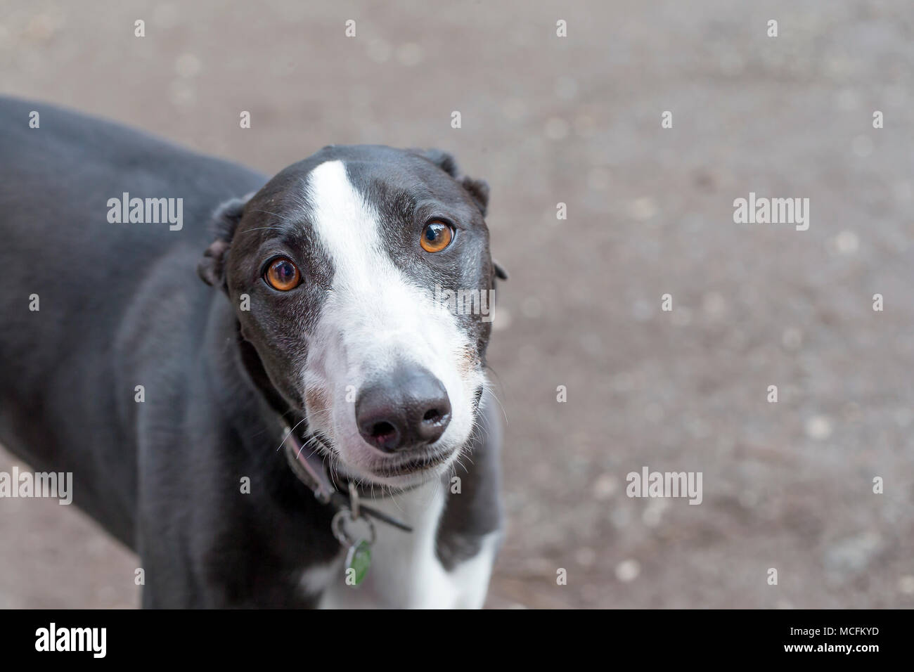 Close up of a black and white Lurcher that is looking at the camera in a car park on 16 April 2018 Stock Photo