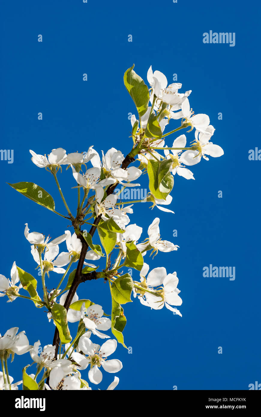 Branch of white spring blossom over blue sky. Stock Photo