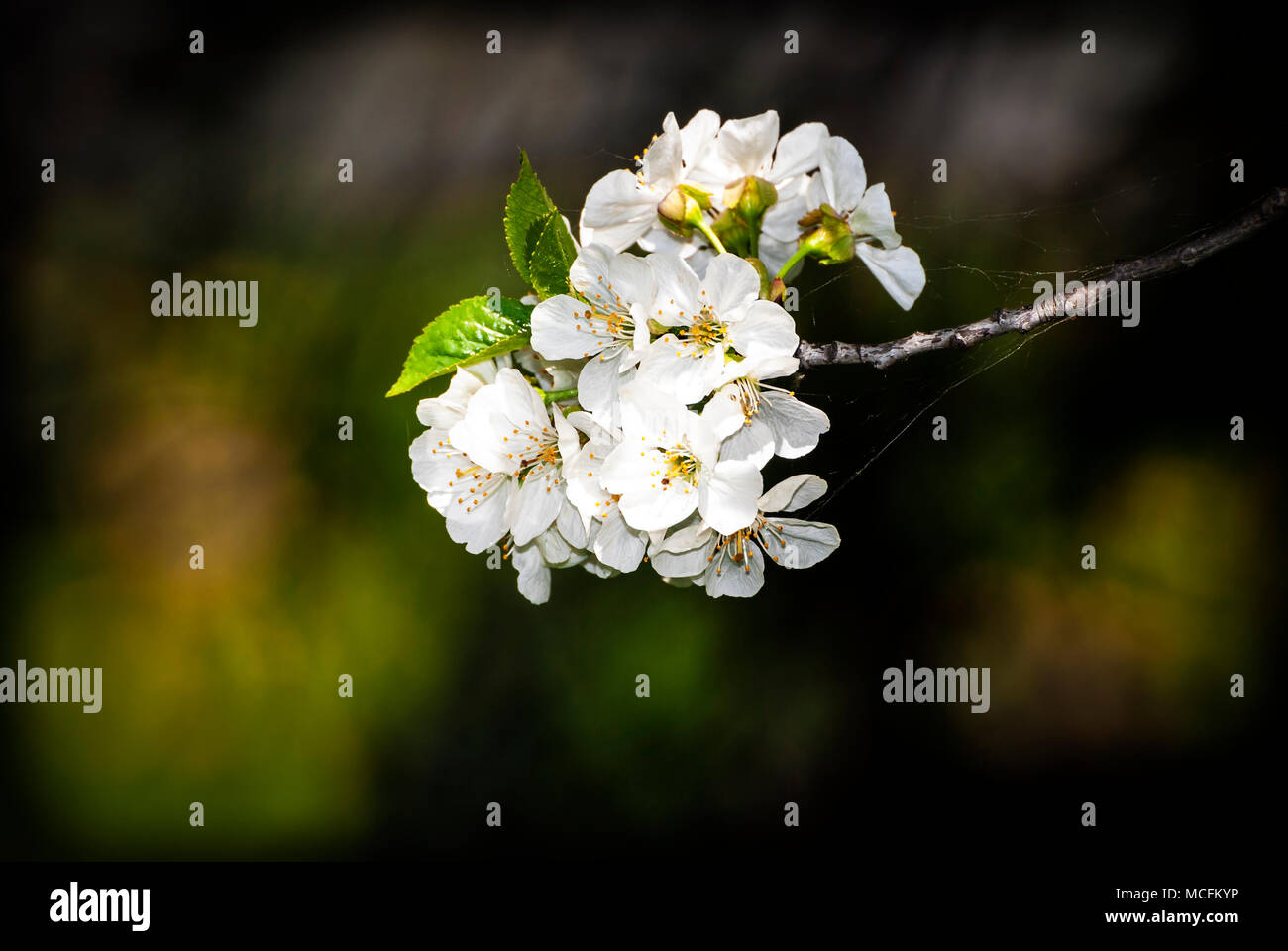 Branch of white spring blossom with spiderweb. Stock Photo