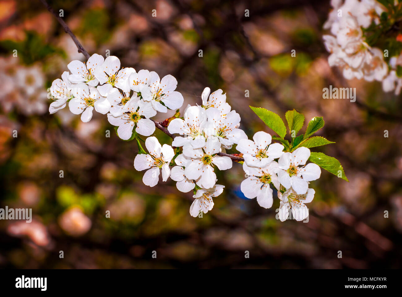 Branch of white spring blossom in soft focus. Stock Photo