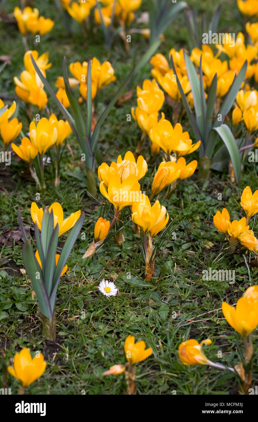 Crocus x luteus 'Golden Yellow’ flowers. Stock Photo
