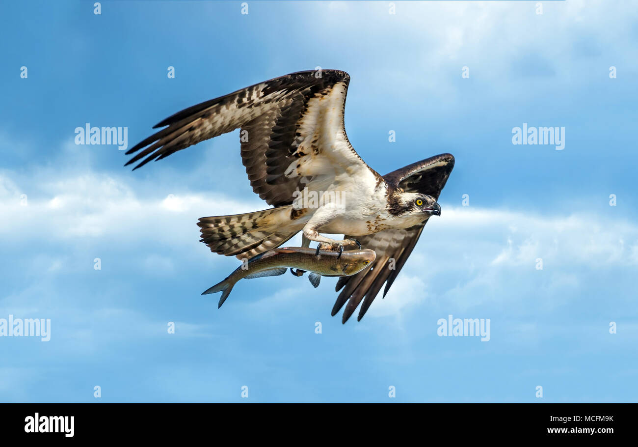 Osprey flying in blue cloudy sky with large fish in talons Stock Photo ...