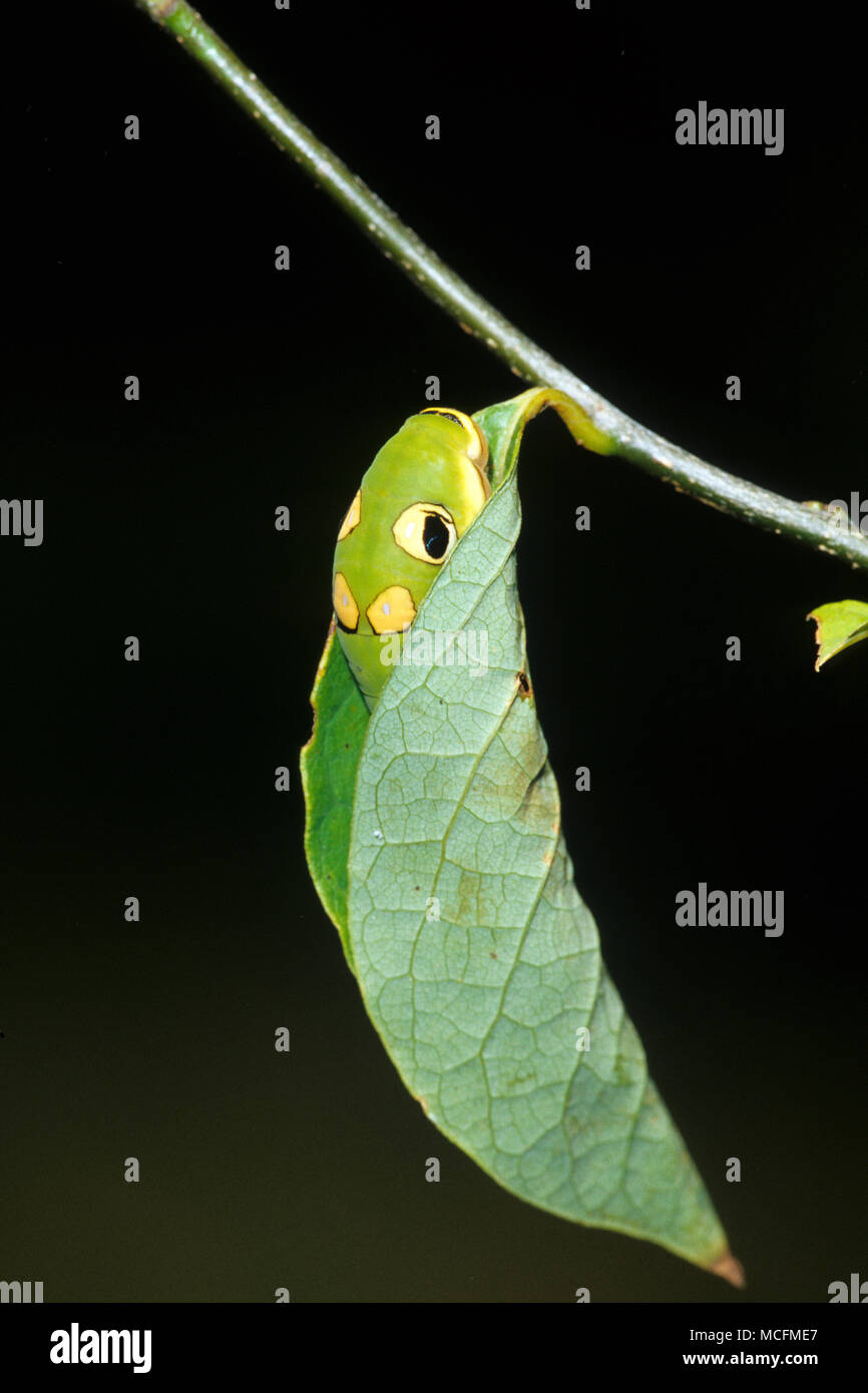03029-011.13  Spicebush Swallowtail (Papilio troilus) caterpillar in Spicebush (Benzoin aestivale) leaf tube  Marion Co.  IL Stock Photo