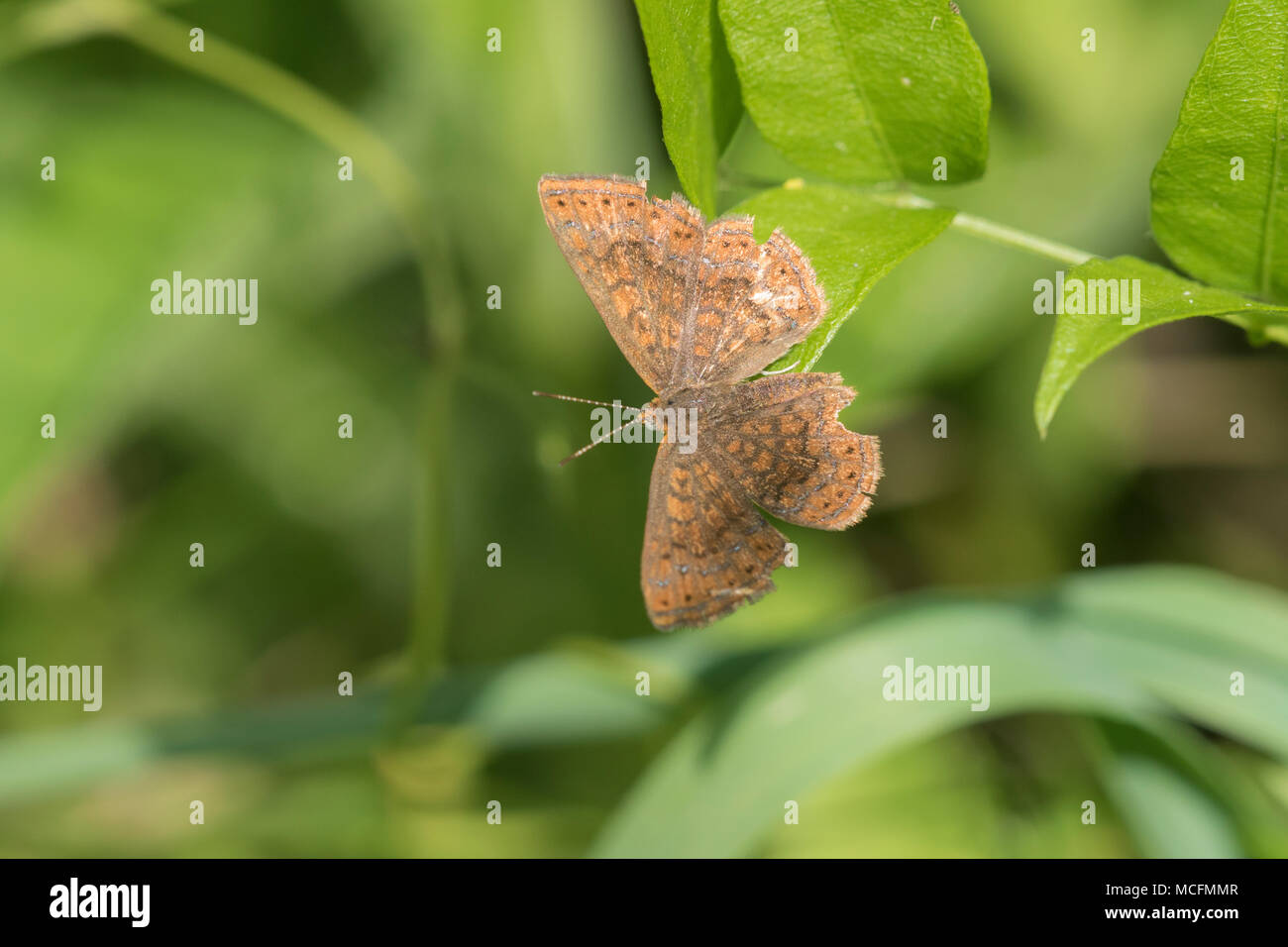 03266-00109 Swamp Metalmark (Calephelis mutica) Fortune Hollow Fen Dent Co. IL Stock Photo