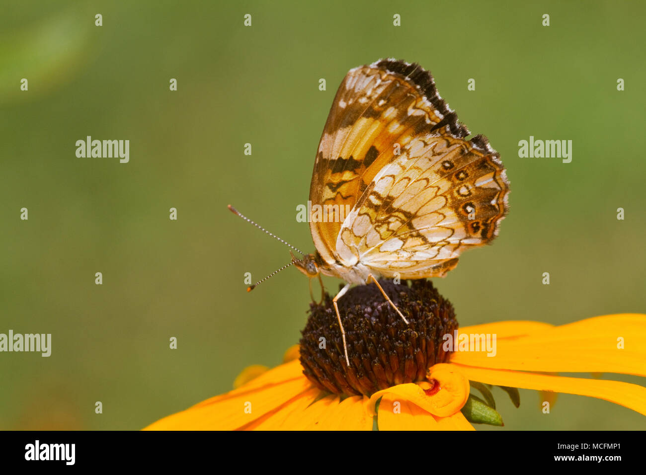 03365-00312 Silvery Checkerspot butterfly (Chlosyne nycteis) Goldstrum Black-eyed Susans (Rudbeckia hirta 'Goldstrum') Marion Co., IL Stock Photo